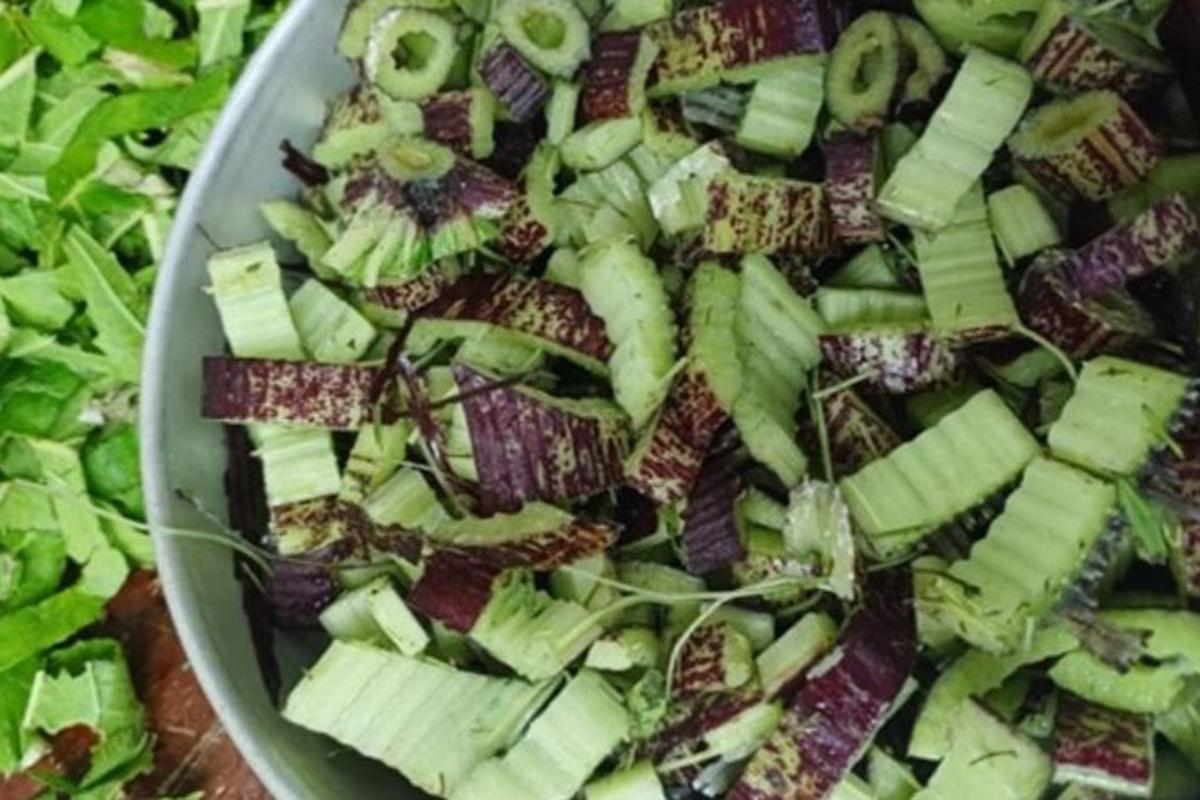 В России учатся перерабатывать борщевик Сосновского в ценный ресурс