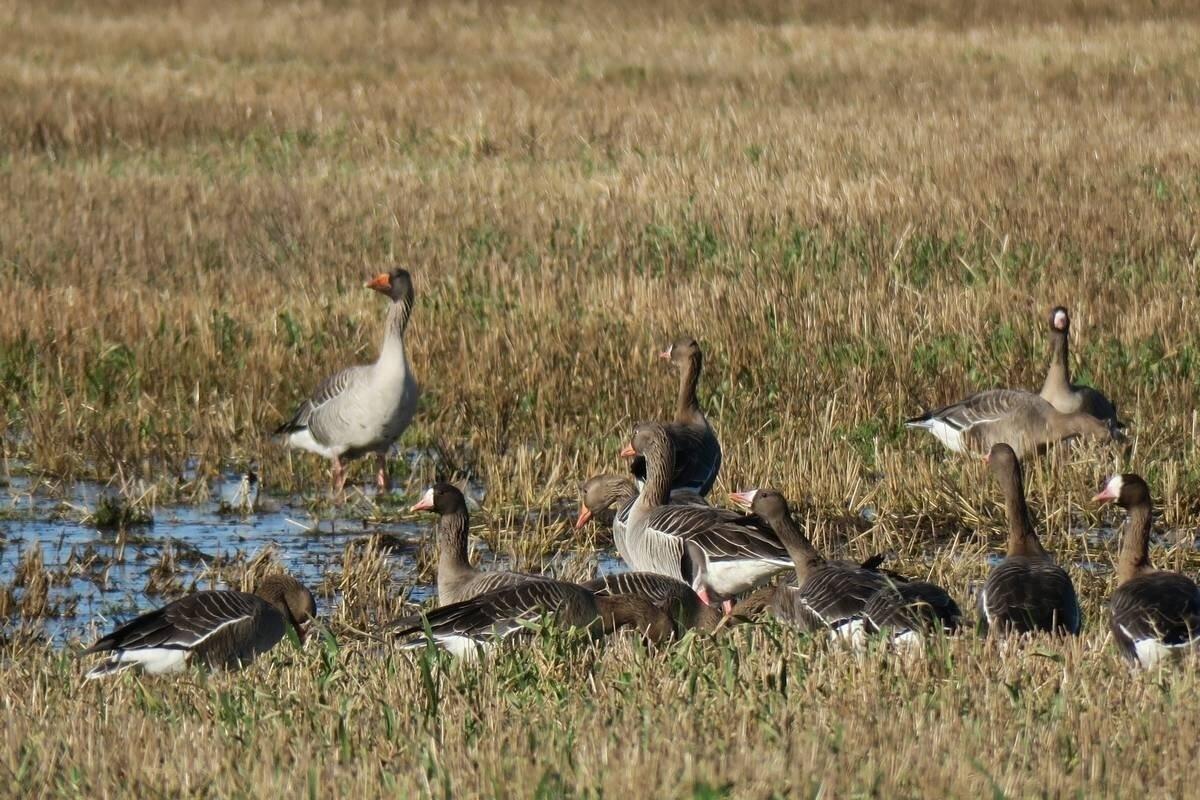 Охотникам Калымы сообщили, сколько они могут добыть водоплавающей дичи