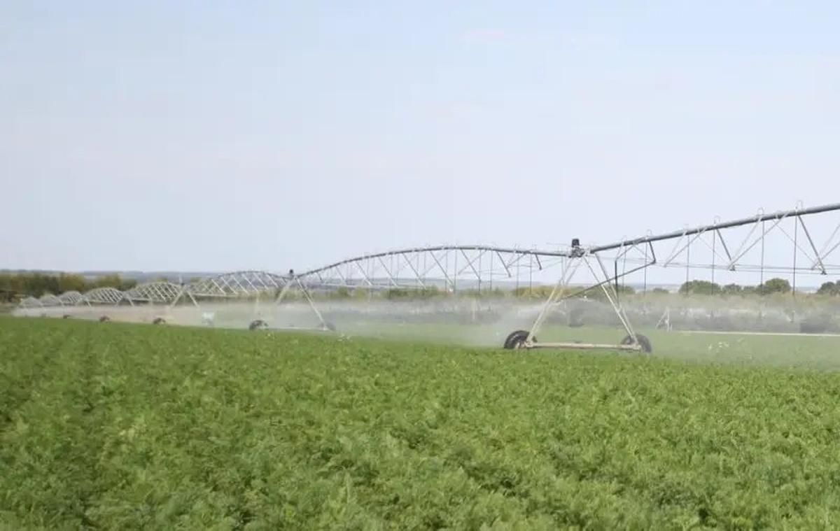 Соя прижилась на полях Мордовии