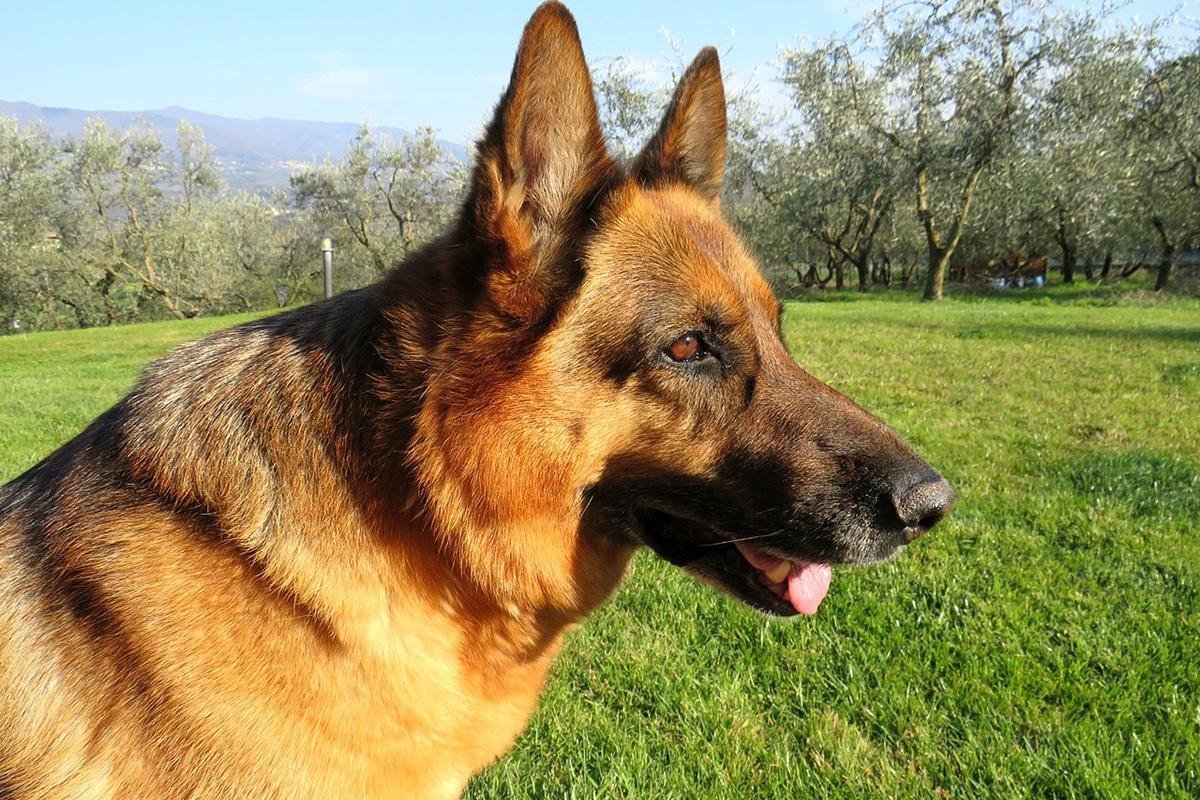 В Ленобласти пенсионерка лишилась уха после нападения бездомных собак