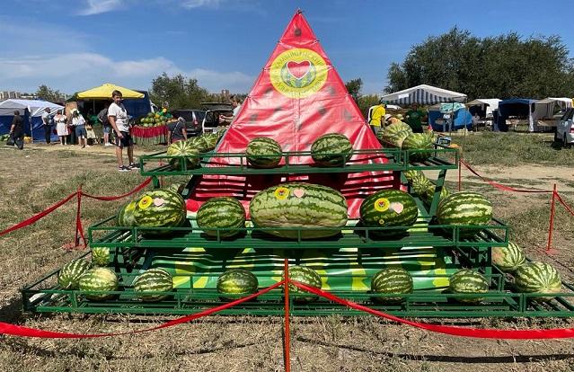 Арбуз весом в 48,5 кг: в Камышине Волгоградской области прошёл арбузный фестиваль