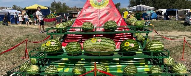 Арбуз весом в 48,5 кг: в Камышине Волгоградской области прошёл арбузный фестиваль