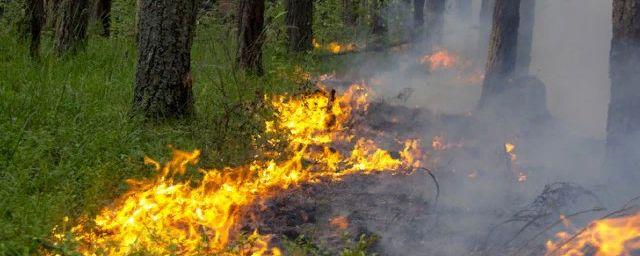 Во Владимирской области за выходные потушено пять пожаров