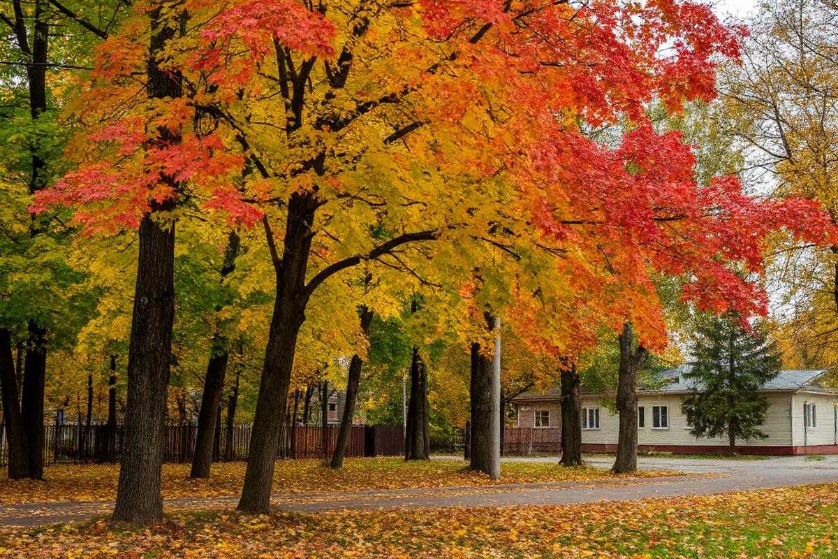 Рослесхоз постановил вырубить в американский ясенелистный клен, как вредителя