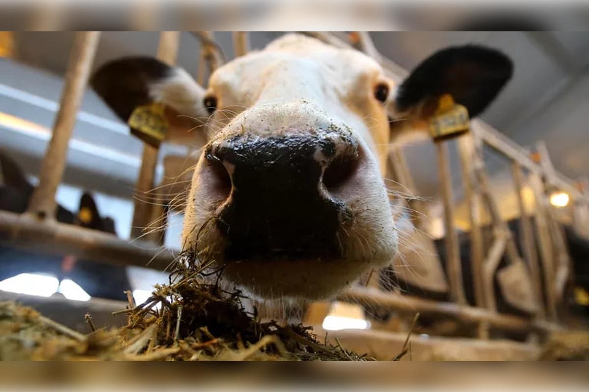 В России фиксируется увеличение производительности животноводческой продукции