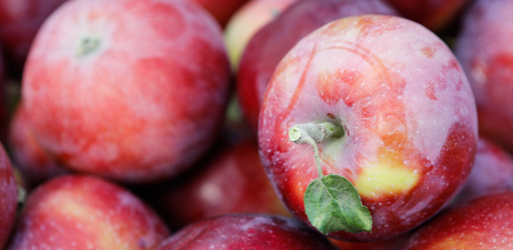 В Невинномысске собираются построить фруктохранилище на 30 тысяч тонн