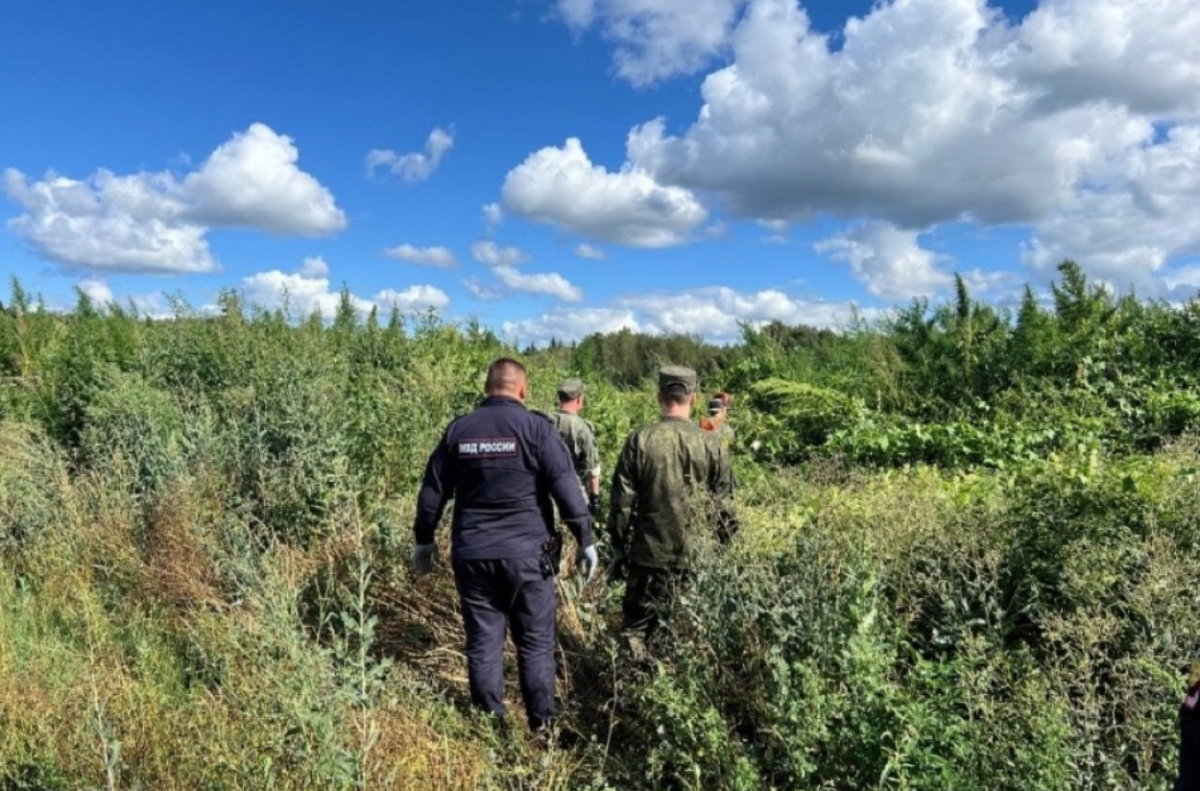 В Подмосковье полицейские сожгли огромное поле конопли