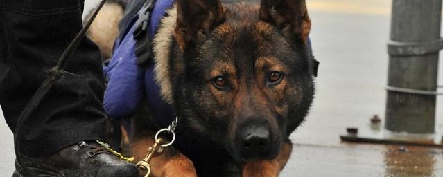 В Приморье благодаря служебной собаке полиция разыскала вора