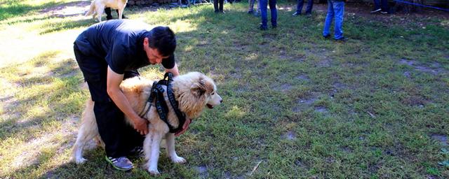 Депутаты Думы г. о. Тольятти посетила деревню ездовых собак