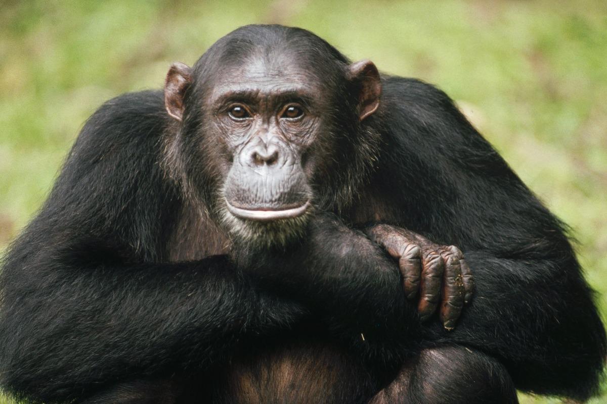Ученые рассказали, чем общение диких шимпанзе похоже на человеческое