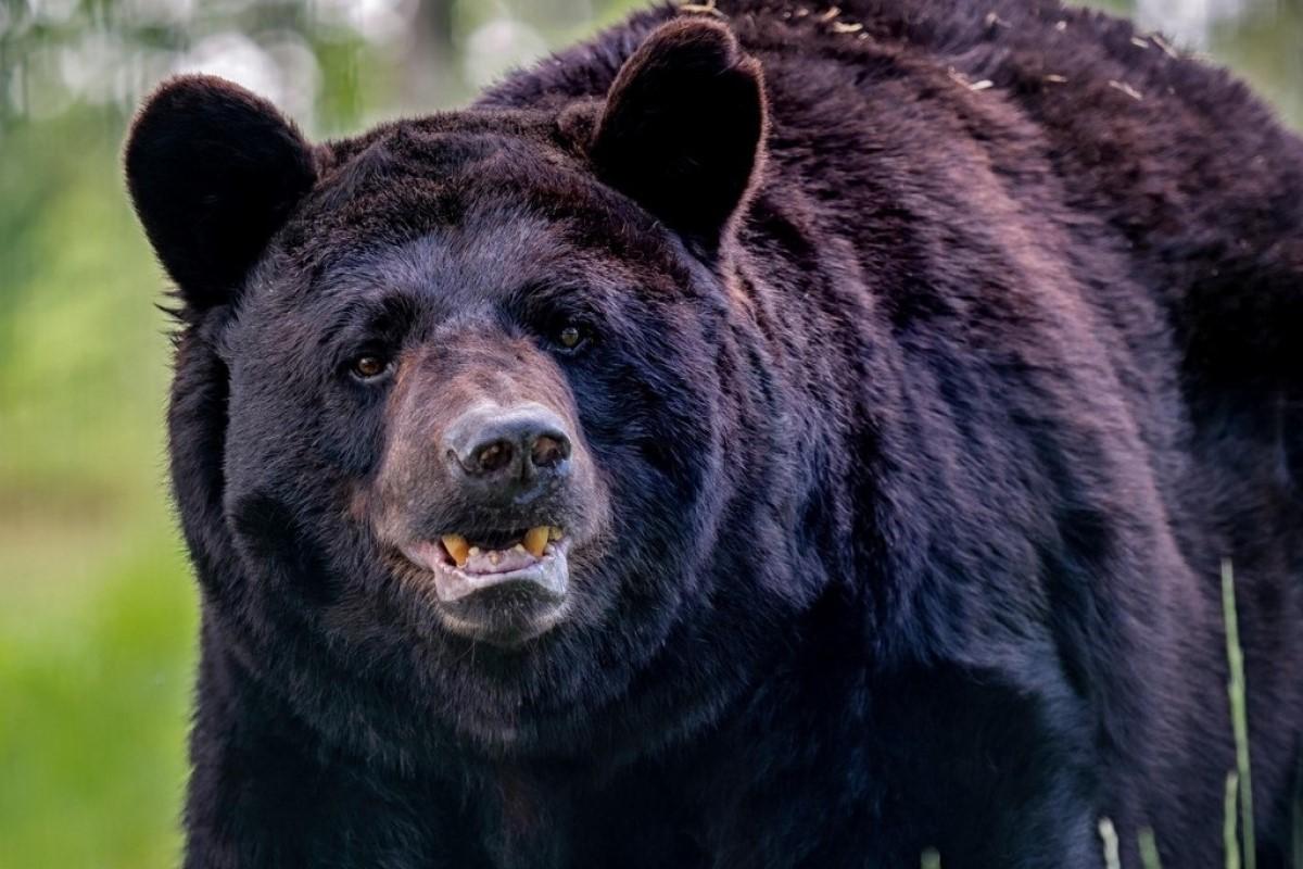 В Калифорнии медведь барибал убил 71-летнюю женщину