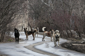 Сельсоветы Ачинского района просят разрешить усыплять агрессивных собак