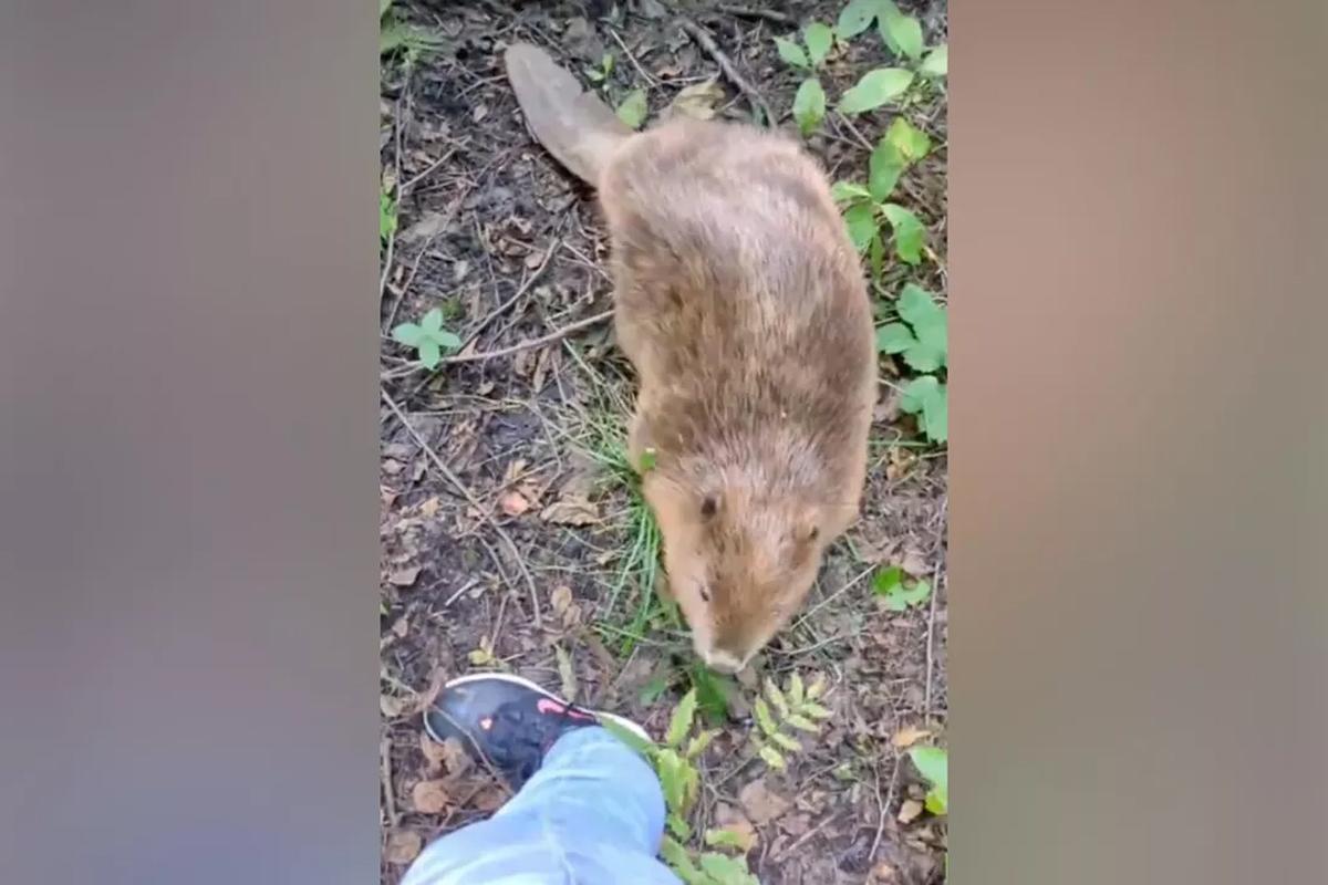 В Петербурге выпустили бобра, который за время реабилитации съел 10-метровое дерево