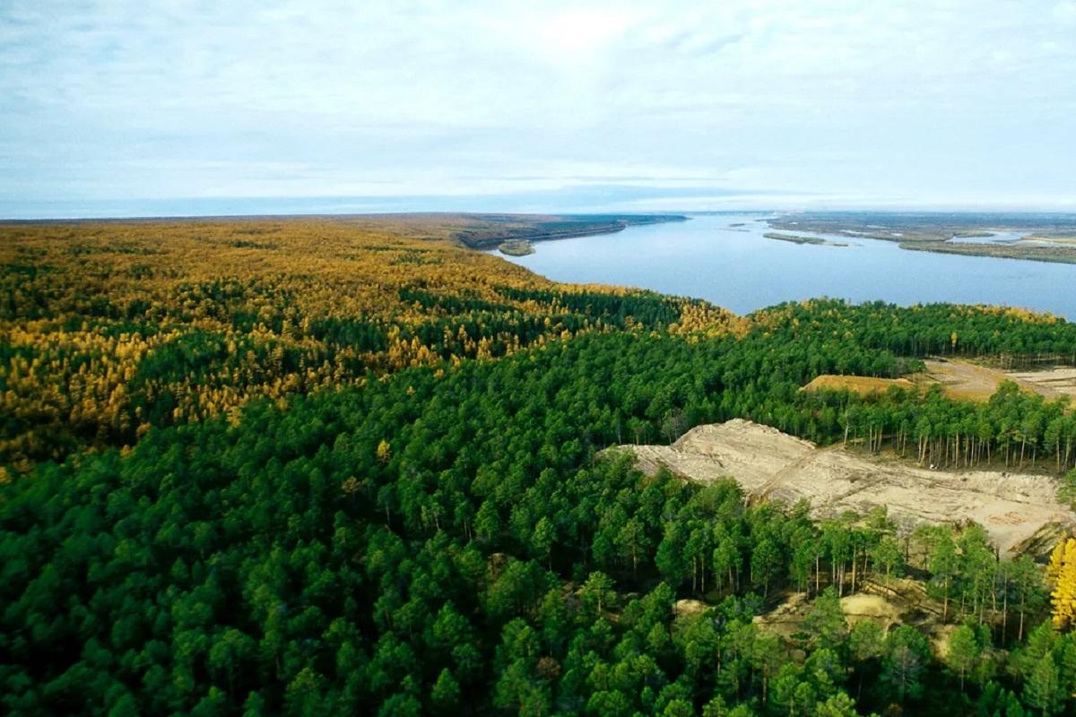 Для компенсации выбросов углекислого газа ученые предложили посадить лес на площади 24,7 млн кв км
