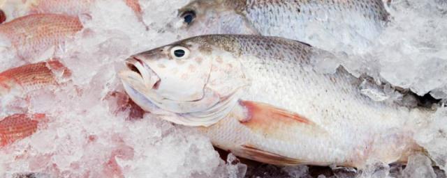 В Севастополе планируют выращивать деликатесные сорта рыбы