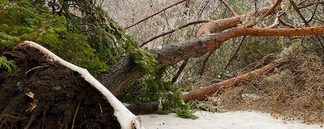 Двадцать тысяч деревьев Ботанического сада Владивостока повредил ледяной шторм