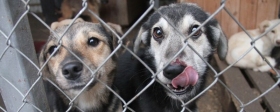 Владельцам приютов в Приамурье грозят штрафы за плохое обращение с животными