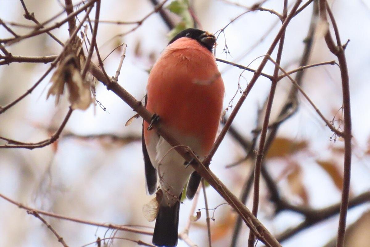 В Новосибирске объявили начало новогоднего сезона: появлись первые снегири