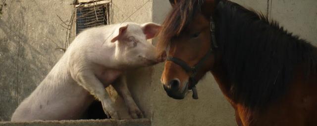 Лошади и свиньи могут распознавать человеческие эмоции