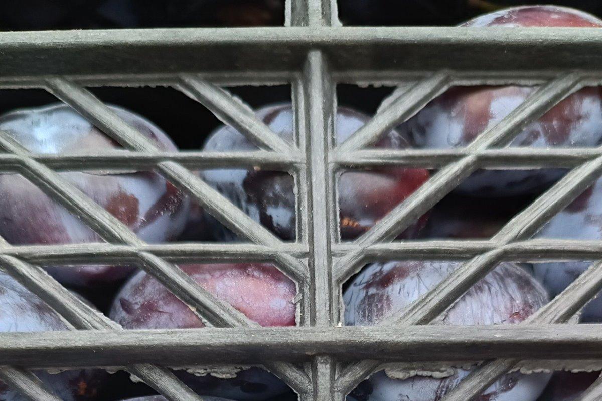 На приграничном КПП «Бугристое» в Челябинской области остановили ввоз двух партий слив