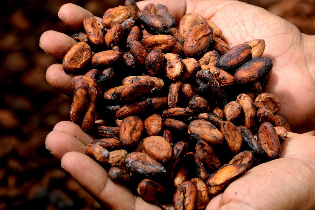 Цены на какао-бобы упали до минимума с марта