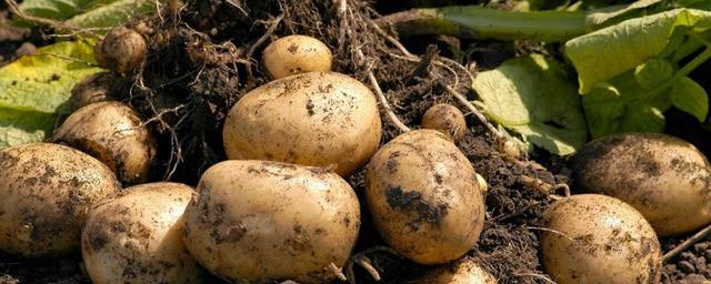 В Бердянск Запорожской области привозят картофель из Брянска