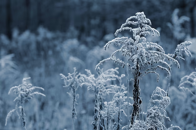 Уральскому региону прогнозируют возвращение аномальных холодов
