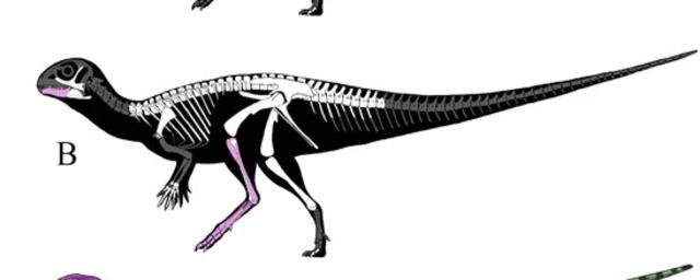 Учёные обнаружили в Таиланде новый вид травоядных динозавров Minimocursor phuniiensis