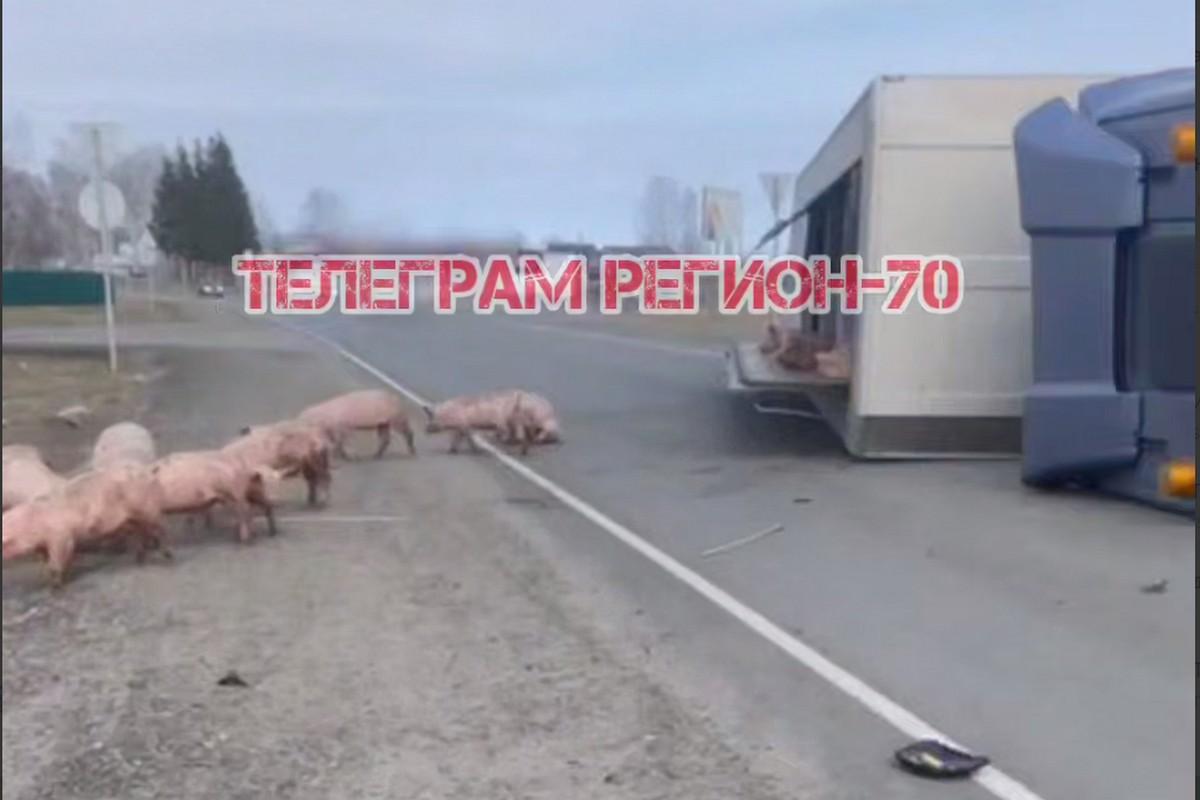 В Томской области опрокинулся грузовик со свиньями