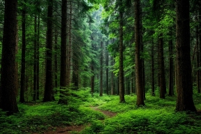 Не только 100 миллионов: в Ленобласти нашли ещё одно дело о лесных махинациях с ущербом до миллиарда