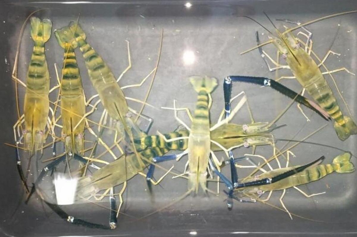 В России запустили проект по выращиванию креветок Розенберга