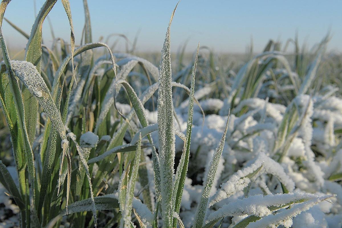 Липецкое сельское хозяйство понесло огромные потери от заморозков