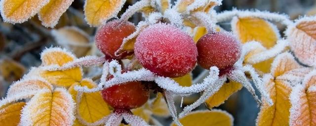 Синоптики назвали дату первых заморозков в Омской области