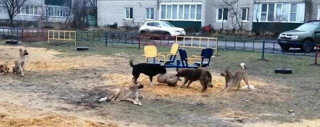 В Астрахани стая бездомных собак атаковала ребенка на самокате