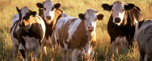 В Омской области сокращается поголовье сельскохозяйственных животных