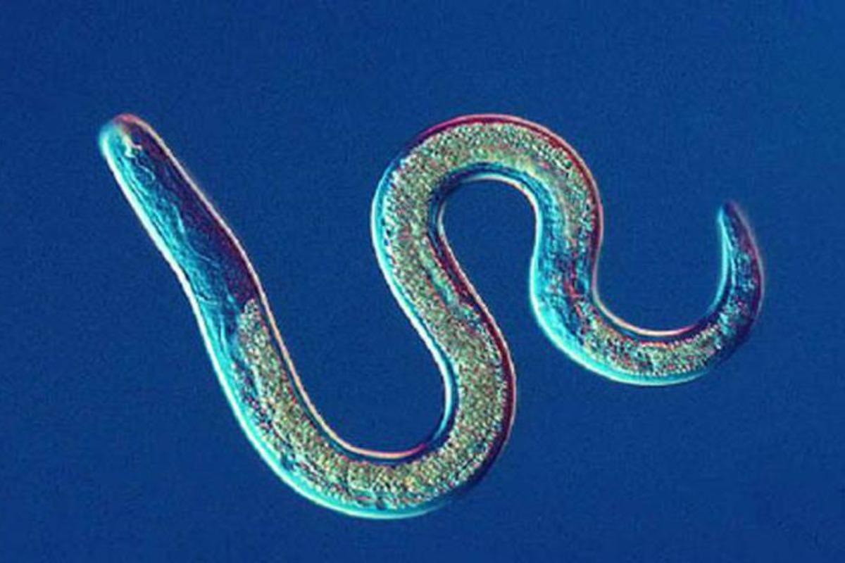 Американские ученые раскрыли секрет доминирования червей-паразитов