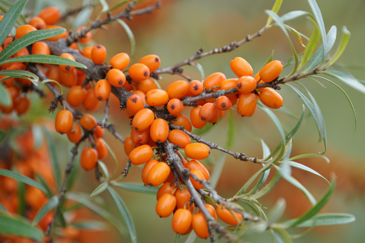 Томская «САВА» представила разработки на международной конференции по облепихе в Китае