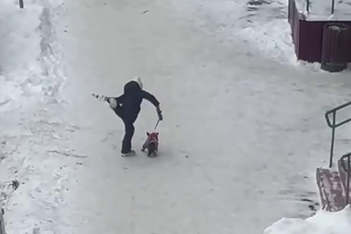 Видео с избиением маленькой собаки в Щелкове вызвало общественный резонанс