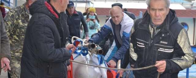 Дельфинарий в Севастополе переезжает в новое место