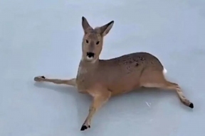 В Новосибирской области специалисты МЧС, Минприроды и охотники спасли более 300 косуль