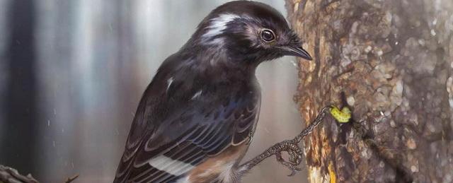 Ученые нашли новый вид древних птиц с очень длинным «средним» пальцем