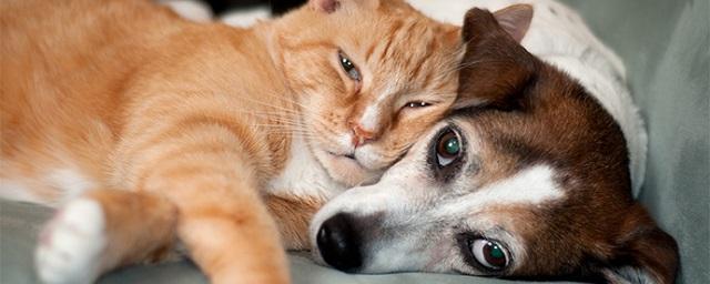 Кошки и собаки могут передать хозяевам бактерии, устойчивые к антибиотикам