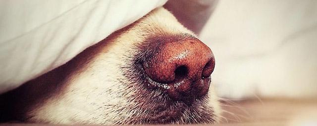 Новое приложение позволит найти пропавшую собаку по фото ее носа