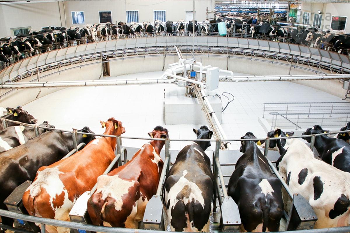 Пензенская область увеличила производство молока на 14%