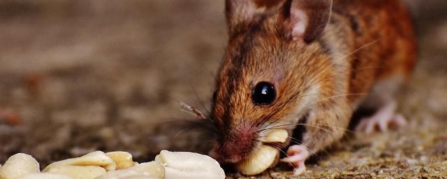 Нейрофизиологи научились вызывать у мышей обжорство