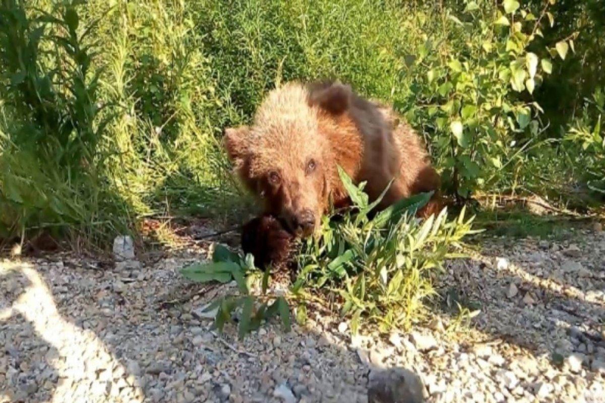 В Башкирии открылась охота на медведей: свыше 2,5 тысячи человек захотели в ней поучаствовать