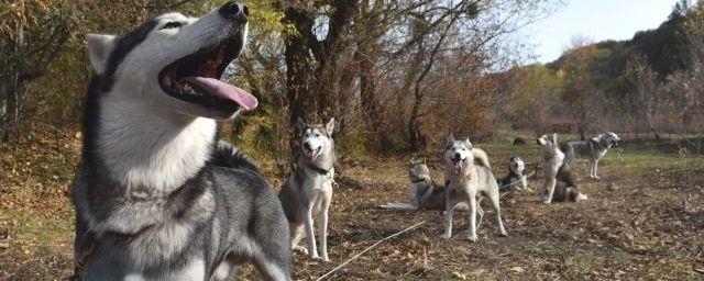 В Омске детей будут обучать в «Школе юного кинолога»