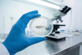 В Астраханской области выявили превышение нормы бактерий в партии замороженного филе судака