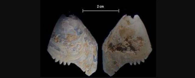 В Австралии на реке Мюррей найдены редкие артефакты из морских раковин