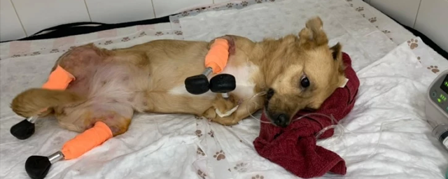 Из покалеченной краснодарской собаки в Новосибирске сделали киборга